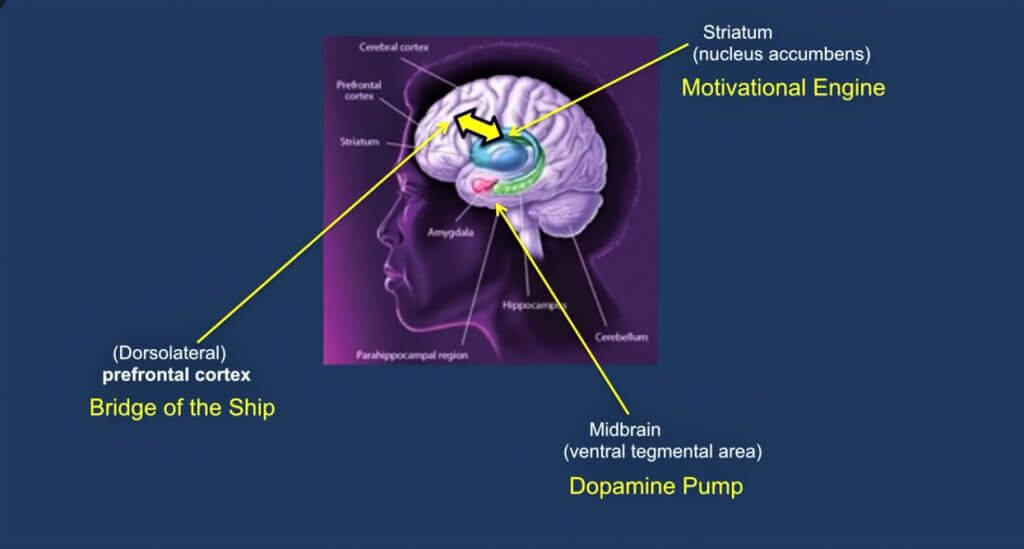 The simplified reward system of the brain