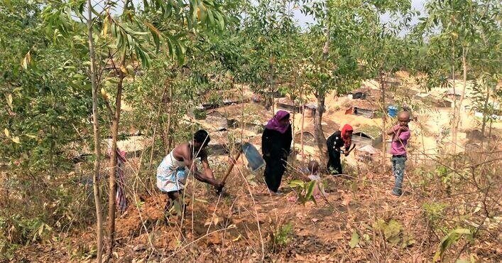 Rohingya crisis and deforestation in Bangladesh